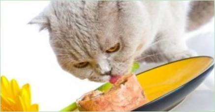 Vlhké krmivo pre prémiové mačky: komponenty, značky, výber
