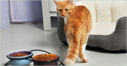 Vyberte si suché jedlo pre staršie mačky