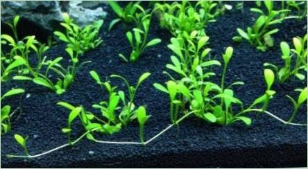Výživná pôda pre akvárium: Pros, nevýhody a populárne výrobcovia