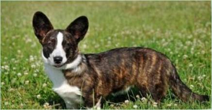 WELSH CORGI-CARTIGAN: Popis plemena a funkcie obsahu