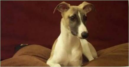 WHIPPET: Charakteristiky, temperament a funkcie