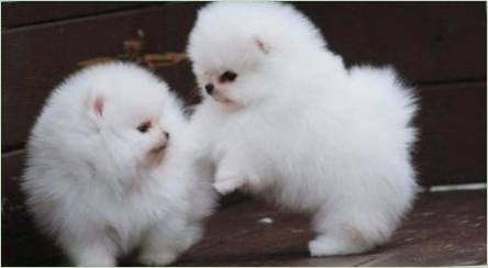 White Pomeranian Spitz: Opis, Povaha a starostlivosť