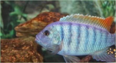 ZEBRA CICHLID: Druhy s popisom a obsahom