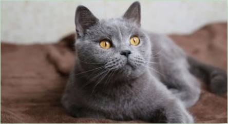 Zoznam mien pre britské šedej mačky