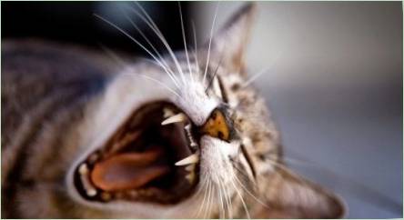 Zuby mačky: množstvo, štruktúra a starostlivosť o ne