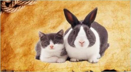 Rok králika (CAT): Charakteristiky a kompatibilita
