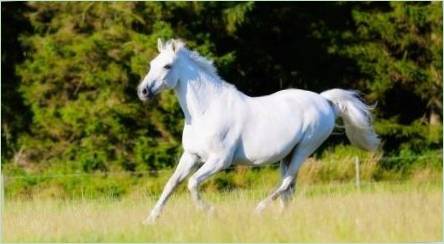 Odrody a vlastnosti koní