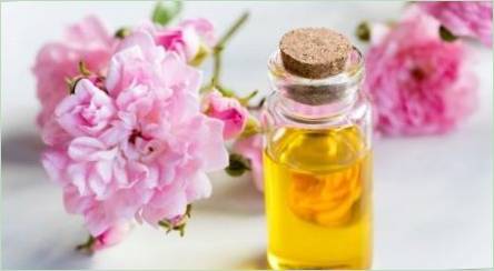 Camellia Oil: Funkcie a odporúčania pre aplikáciu