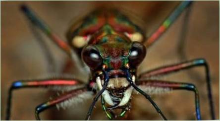 Arachnofobia: príznaky a spôsoby, ako eliminovať