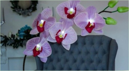 Urobiť orchidey z Isolon