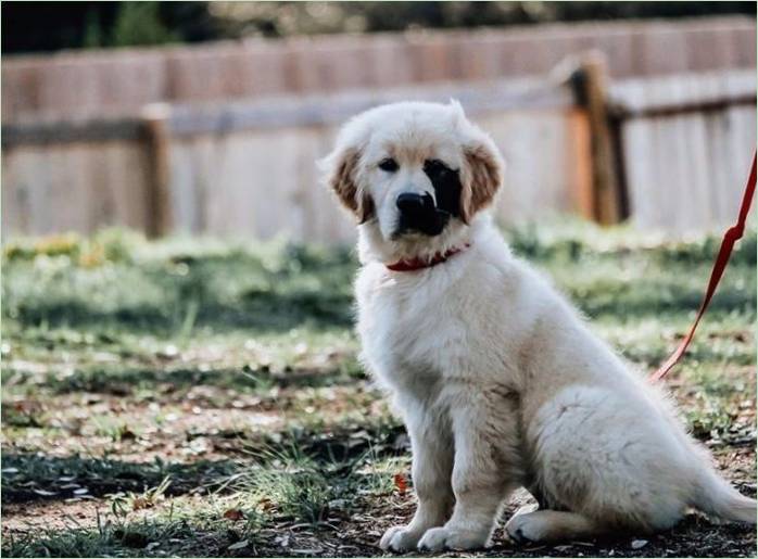 Enzo Viola's pes so vzácnou genetickou mutáciou sa stal sieťovou hviezdou