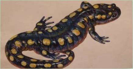 Tetovanie hodnota  Salamander 